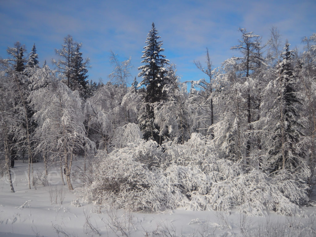 Transsibirische Eisenbahn Transsib schneebedeckte Baeume Winterlandschaft