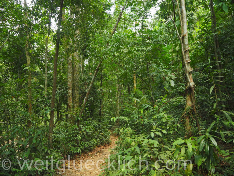 Thailand Koh Chang Khlong Phlu Regenwald