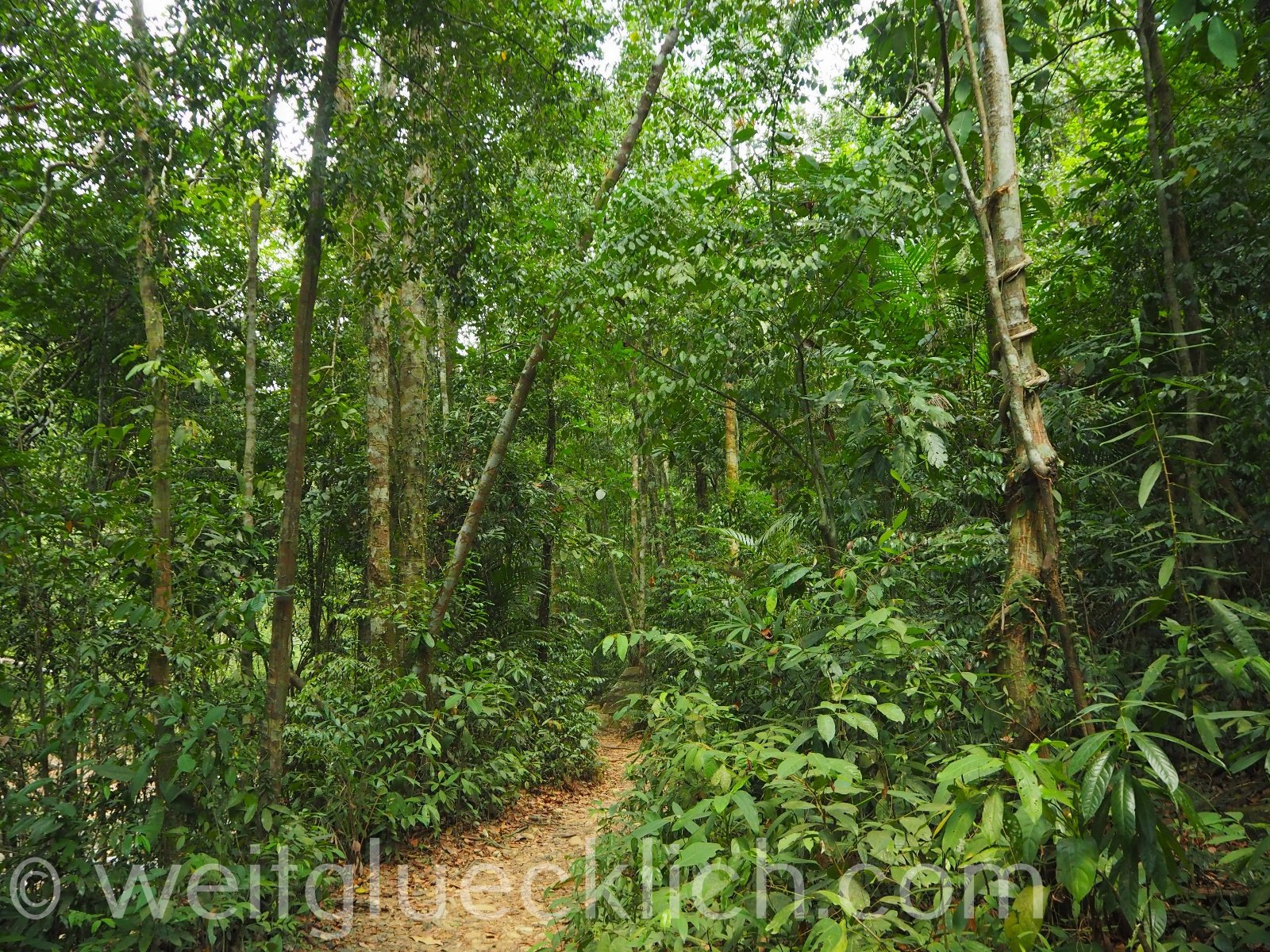 Thailand Koh Chang Khlong Phlu Regenwald