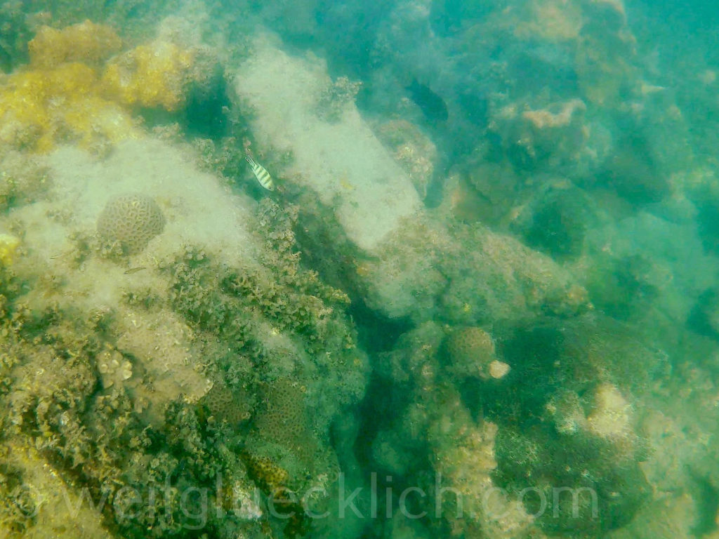 Thailand Koh Chang Cliff Cottage Bucht bay schnorcheln snorkeling tote Fische und Korallen