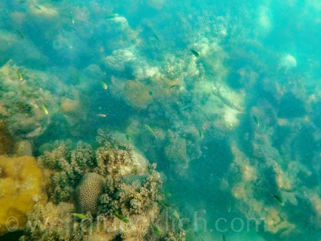 Thailand Koh Chang Cliff Cottage Bucht bay schnorcheln snorkeling tote Fische und Korallen