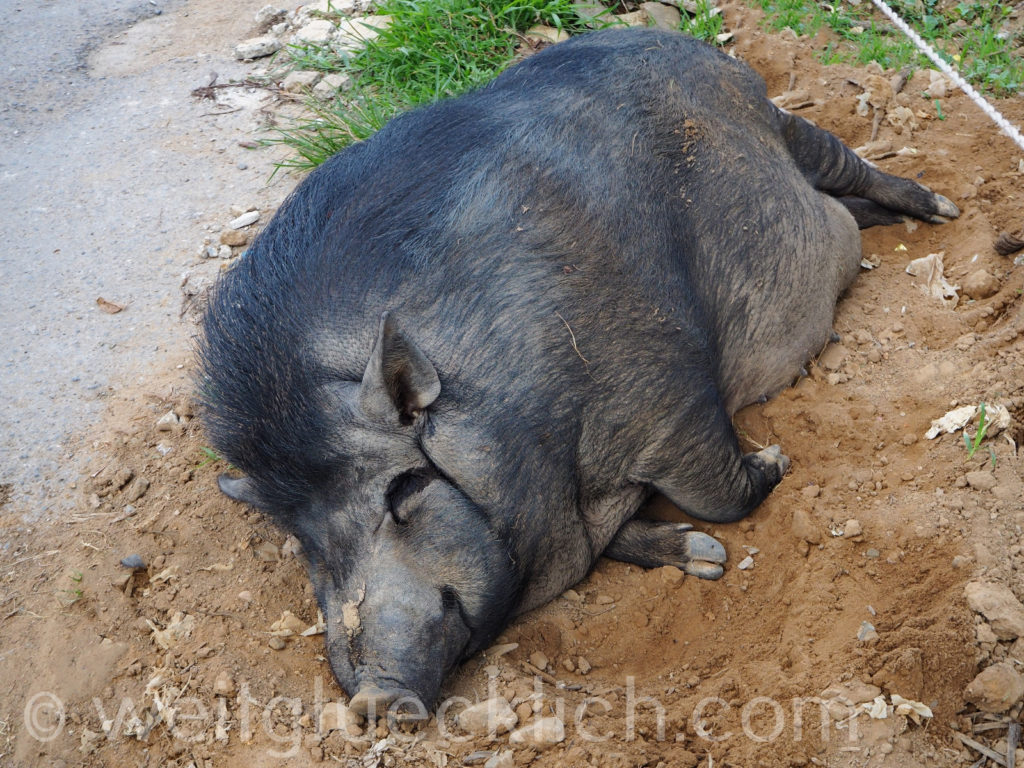 Thailand Koh Chang Bang Bao schwarzes Schwein