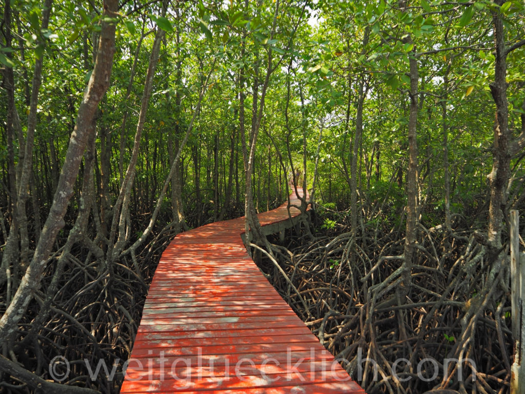 Weltreise Thailand Koh Chang Salak Phet Baan Na Nai Mangrovenwald mangrove forest