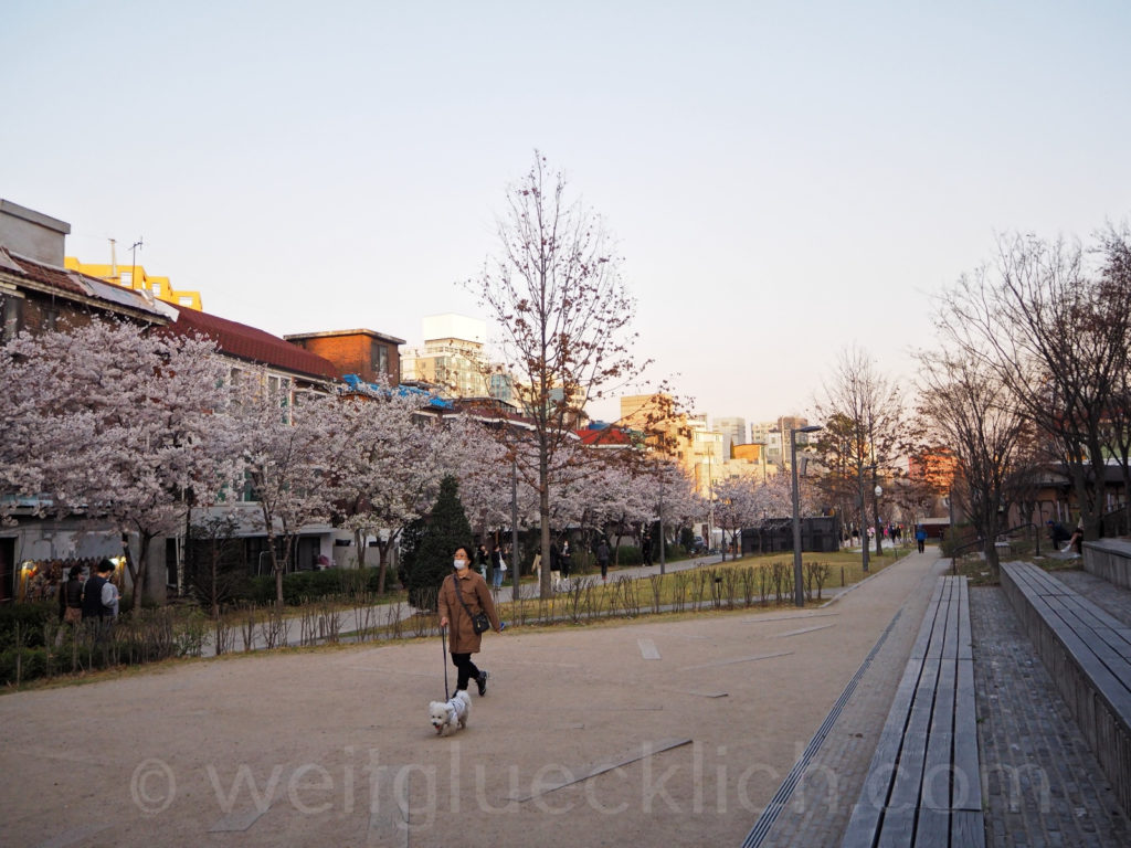 Weltreise 2020 Suedkorea Seoul Hongdae Gyeongui Line Book street cherry blossom Kirschbluete