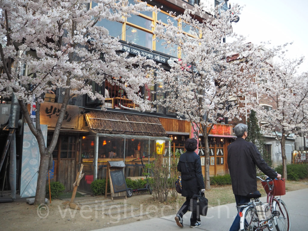 Weltreise 2020 Suedkorea Seoul Hongdae Gyeongui Line Book street cherry blossom Kirschbluete