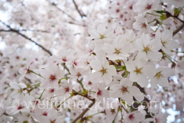 Weltreise 2020 Suedkorea Soeul Kirschbluete cherry blossom