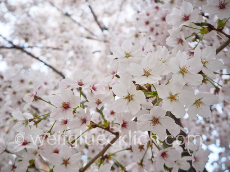 Weltreise 2020 Suedkorea Soeul Kirschbluete cherry blossom