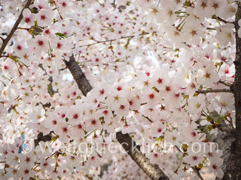 Weltreise 2020 Suedkorea Gyeongui line book street Kirschbluete cherry blossom