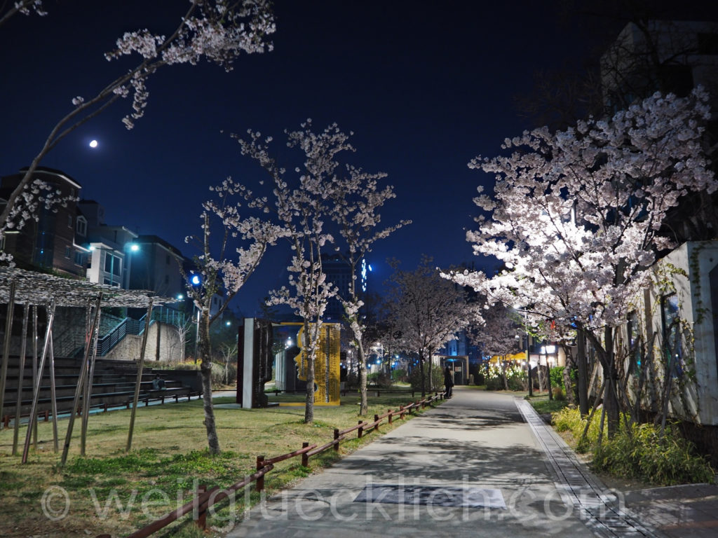 Weltreise 2020 Suedkorea Seoul bei Nacht Hongdae Gyeongui line book street Kirschbluete cherry blossom night