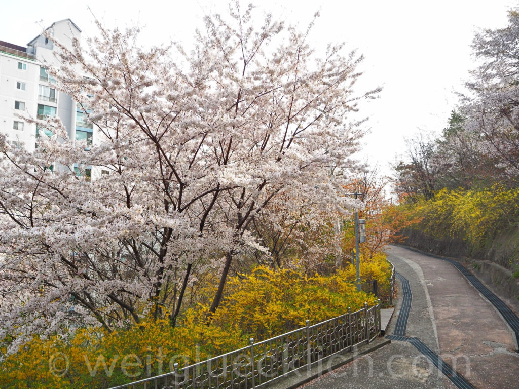 Weltreise 2020 Suedkorea Hongdae Wau Park Kirschbluete cherry blossom