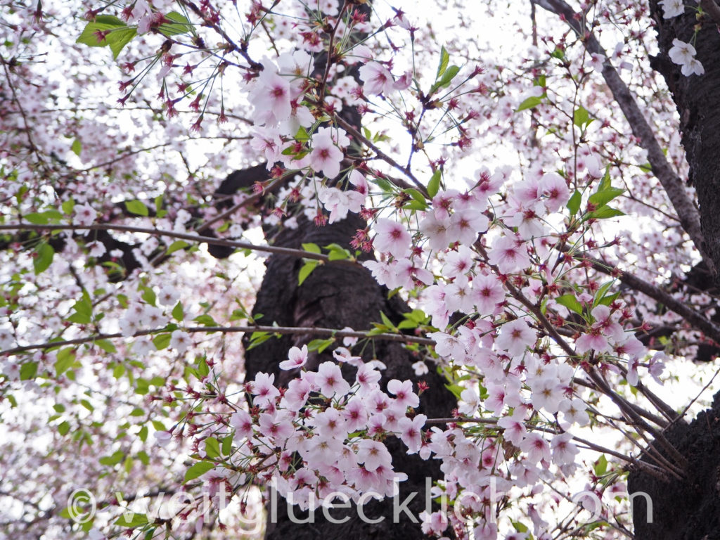 Weltreise 2020 Suedkorea Seoul Hangang Park Kirschbluete cherry blossom