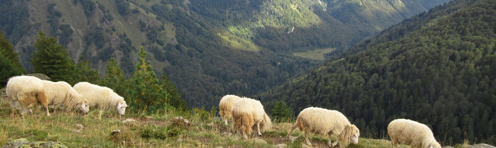 Peaks of the Balkans Albanien Bergwiese Schafe