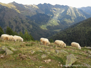 Peaks of the Balkans Albanien Bergwiese Schafe