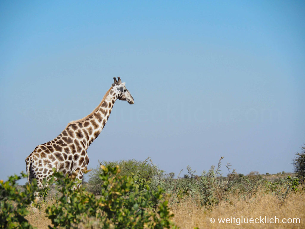 Weltreise 2021 Botswana Central Kalahari Game Reserve Giraffe