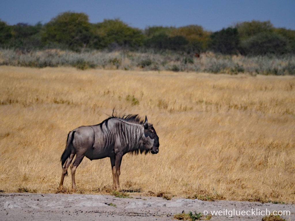 Weltreise 2021 Botswana Central Kalahari Game Reserve Streifengnu