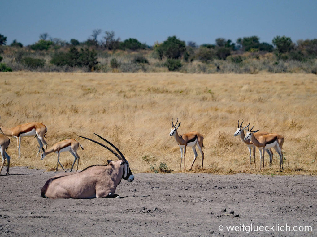 Weltreise 2021 Botswana Central Kalahari Game Reserve Motopi Pan Oryx