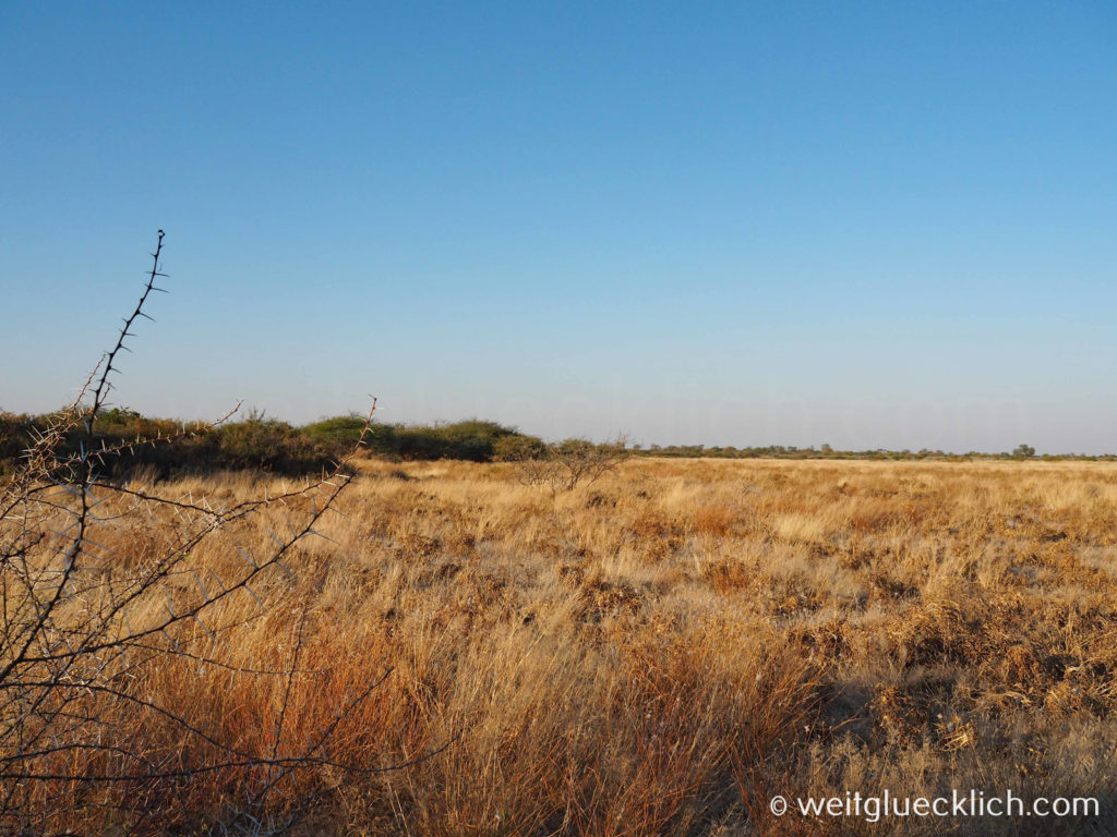 Weltreise 2021 Botswana Central Kalahari Game Reserve Trockensavanne
