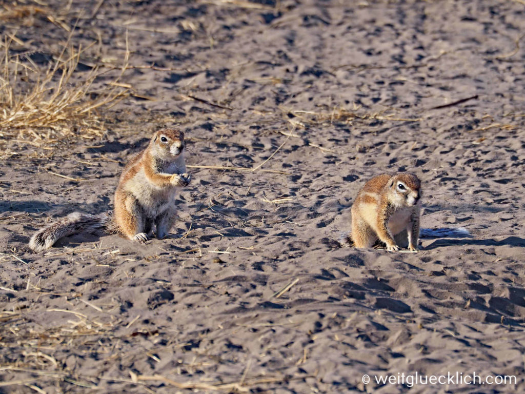 Weltreise 2021 Botswana Central Kalahari Game Reserve Erdhoernchen