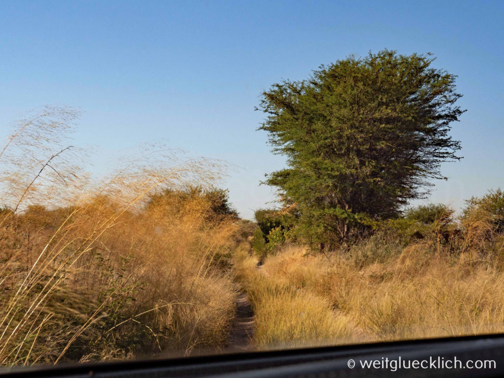 Weltreise 2021 Botswana Central Kalahari Game Reserve Passarge Valley Piste