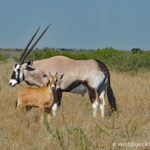 Weltreise 2021 Botswana Central Kalahari Game Reserve CKGR Oryx Antilope Kalb