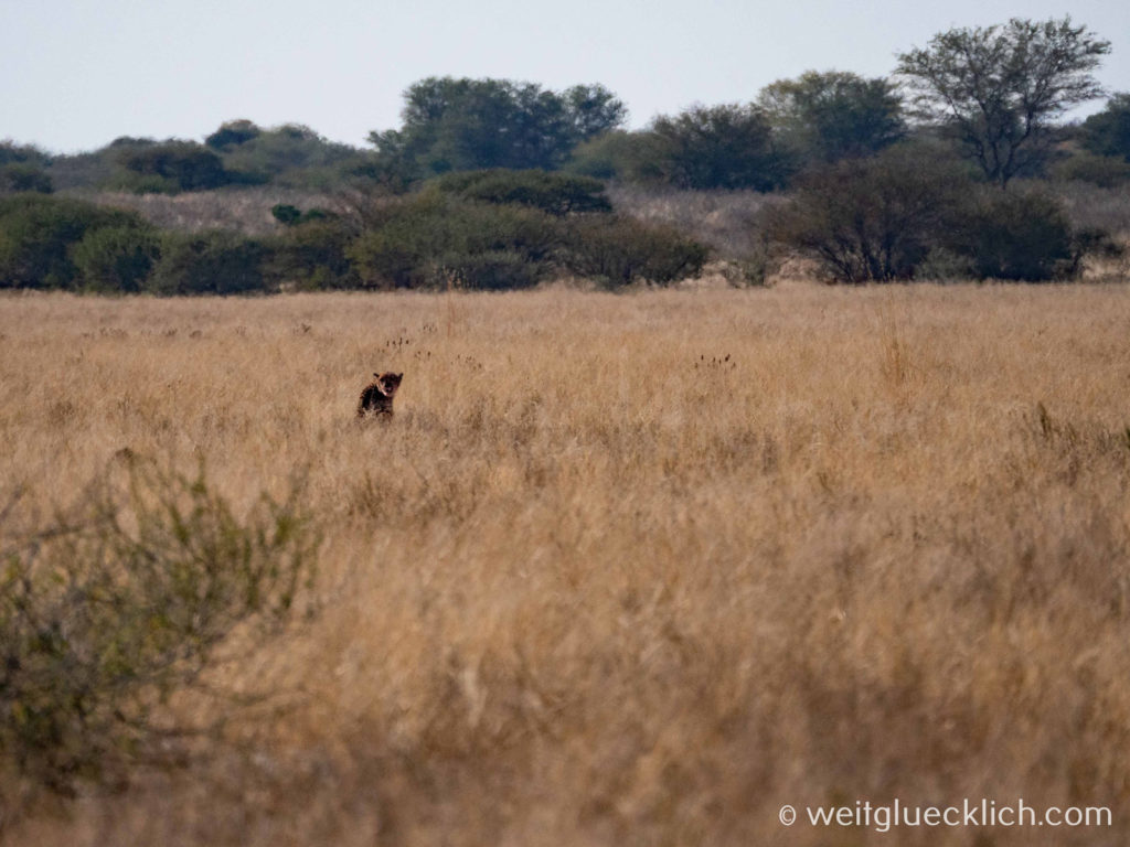 Weltreise 2021 Botswana Central Kalahari Game Reserve Geparden