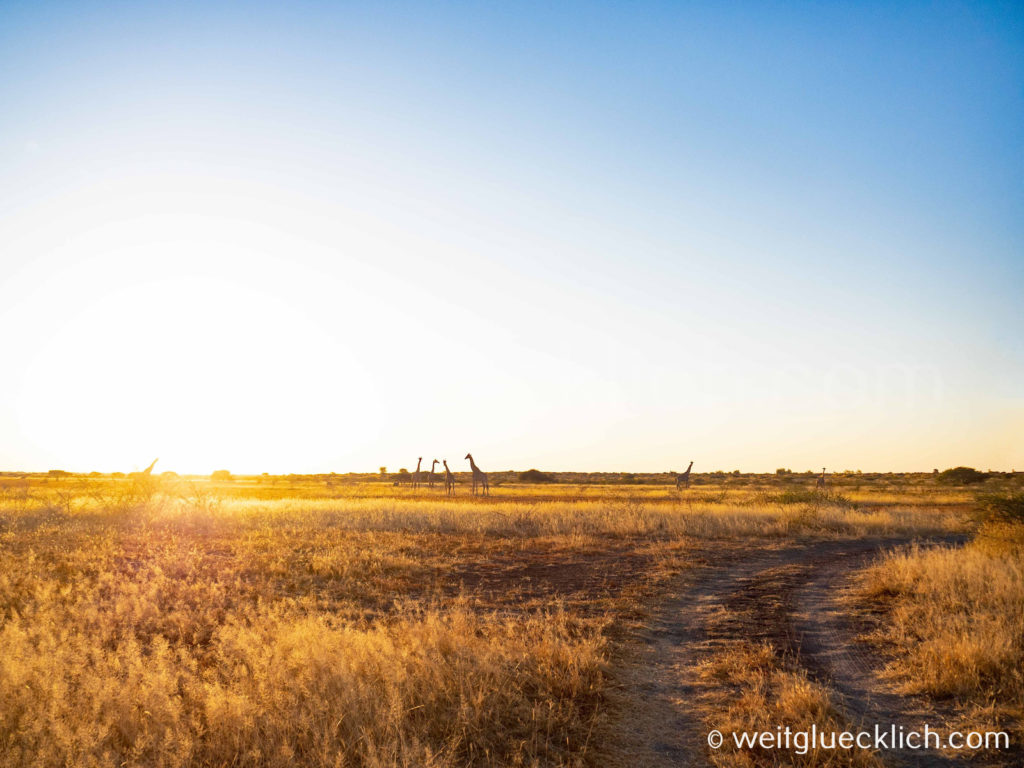 Weltreise 2021 Botswana Central Kalahari game Reserve Giraffen Sonnenuntergang