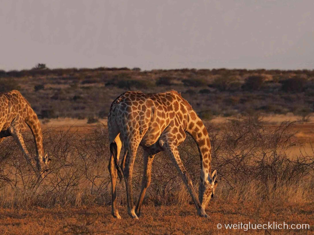 Weltreise 2021 Botswana Central Kalahari Game Reserve Giraffen fressen