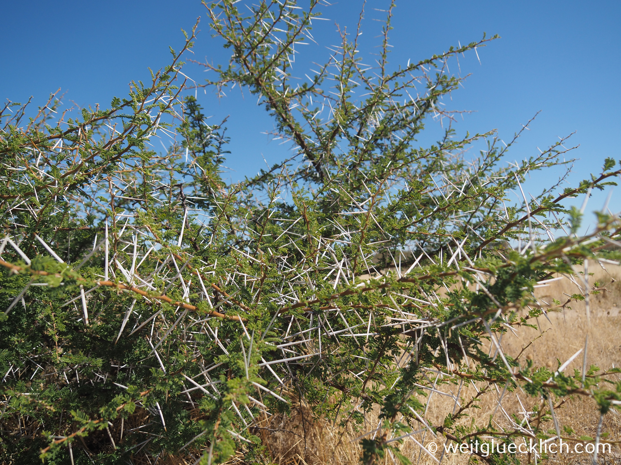 Weltreise 2021 Botswana CKGR Dornbusch Zentralkalahari
