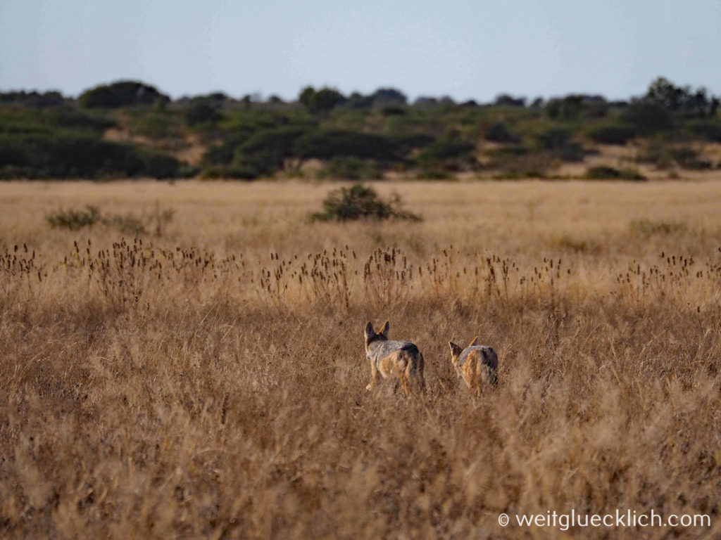Weltreise 2021 Botswana Central Kalahari Game Reserve