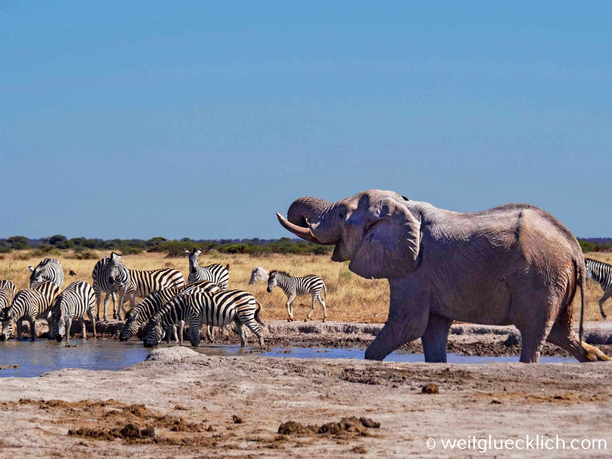 Weltreise 2021 Botswana Nxai Pan Elefant Zebras Wasserloch