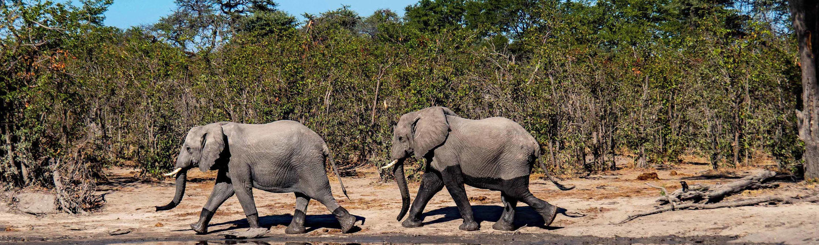 Weltreise 2021 Botswana Okavangodelta Moremi Elefanten