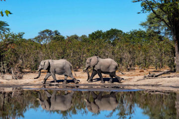 Weltreise 2021 Botswana Okavangodelta Moremi Elefanten