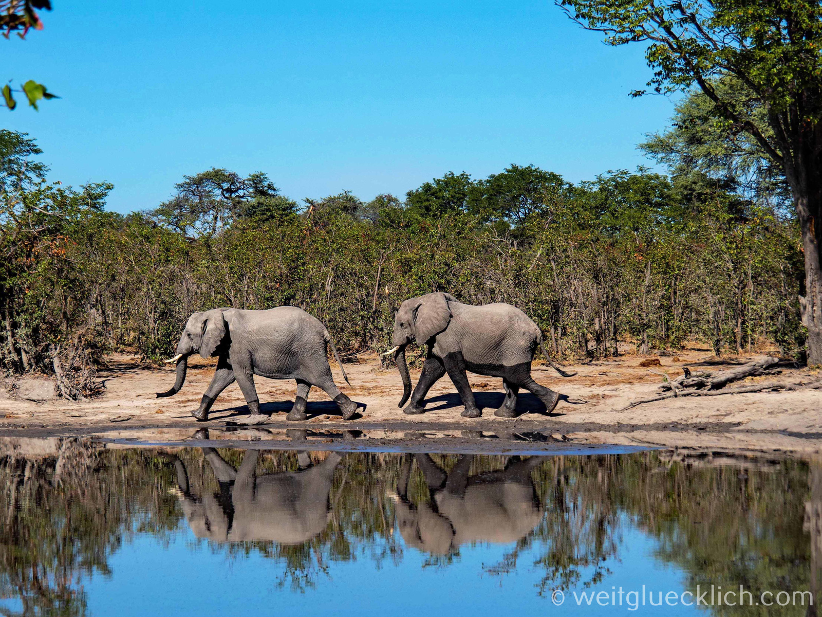 Weltreise 2021 Botswana Okavangodelta Moremi Elefanten