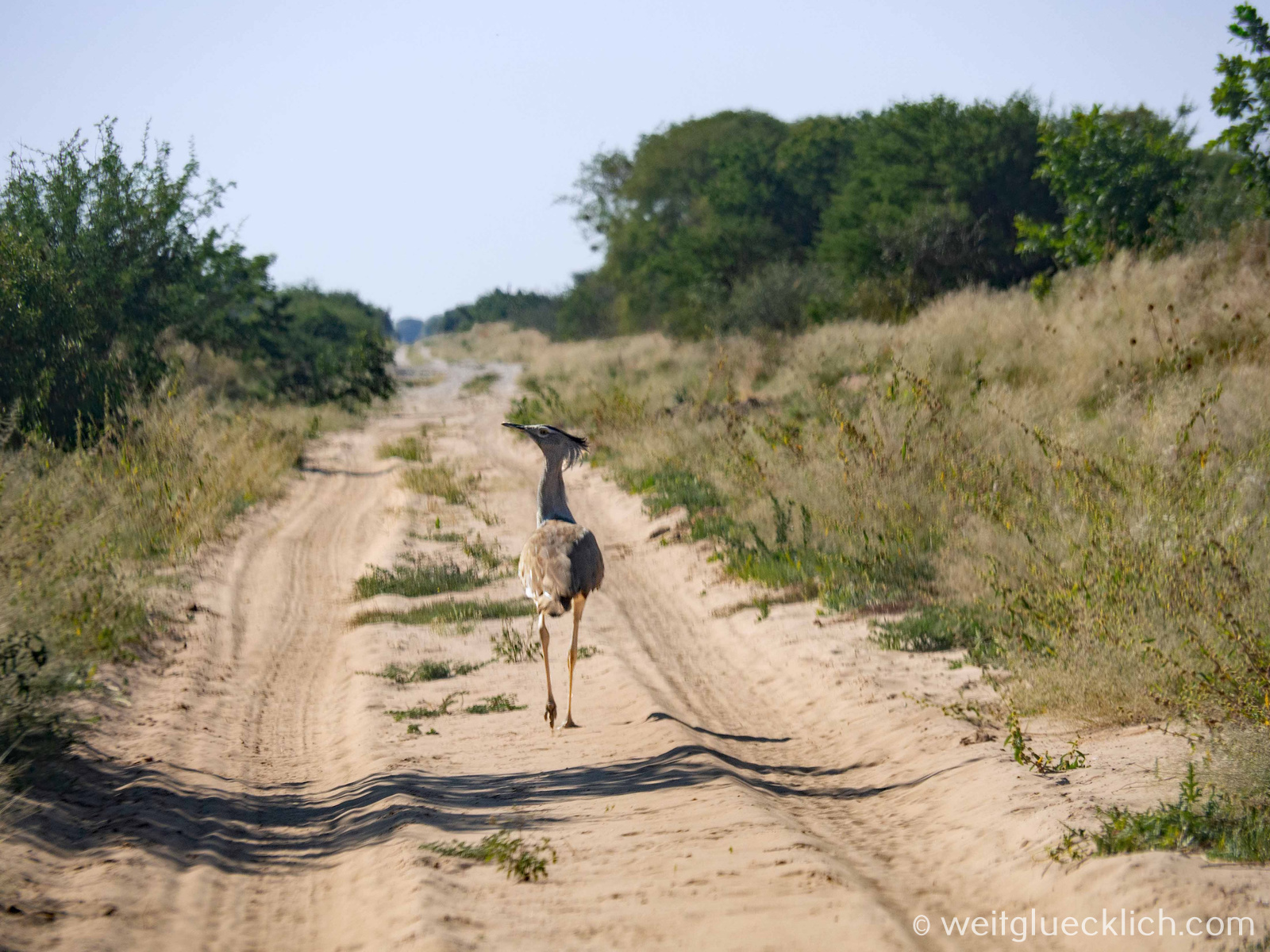 Botswana Central Kalahari Route 2021