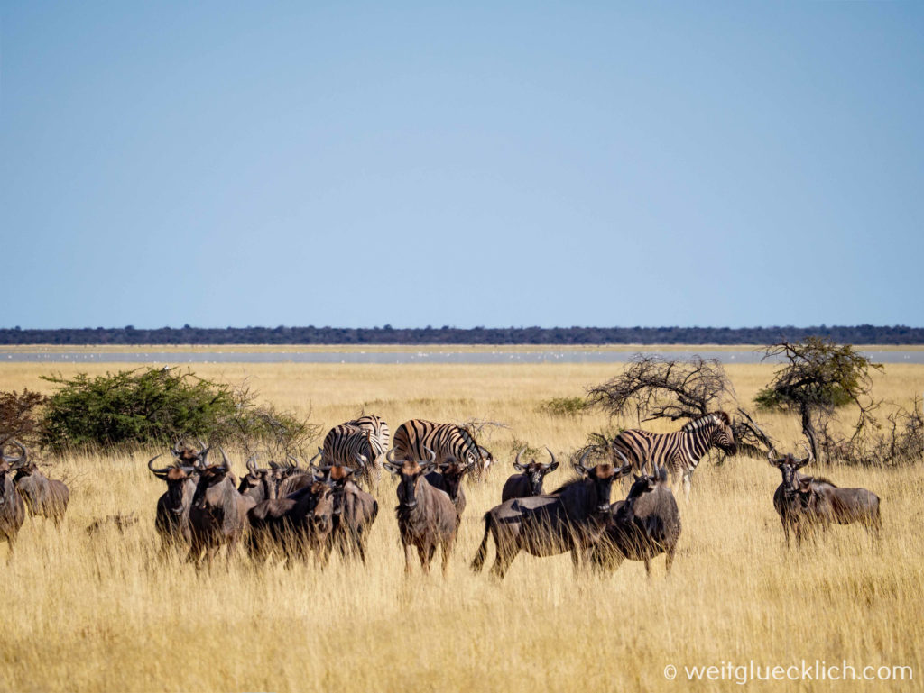 Weltreise 2021 Namibia Selbstfahrer Twee Palms Gnuherde Zebras