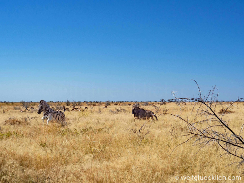Weltreise 2021 Namibia Nationalpark Gnu und Zebra trabend