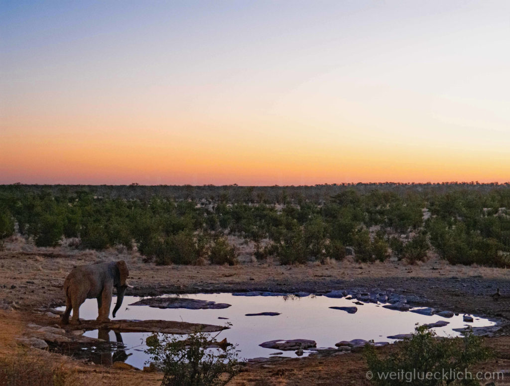 Weltreise 2021 Namibia Etosha Halali Elefant