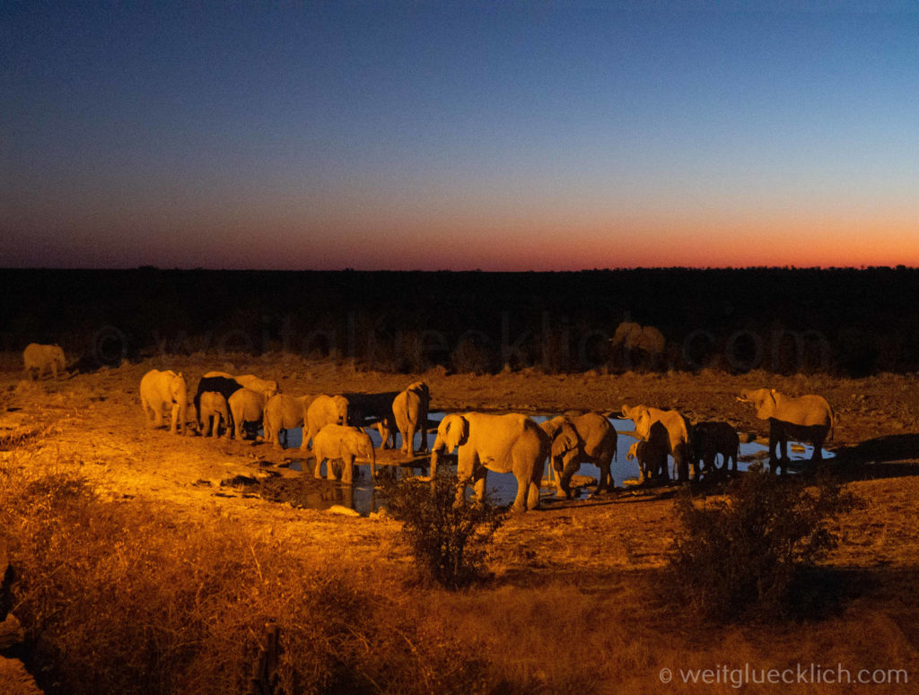 Weltreise 2021 Namibia Etosha Halali Elefantenfamilie