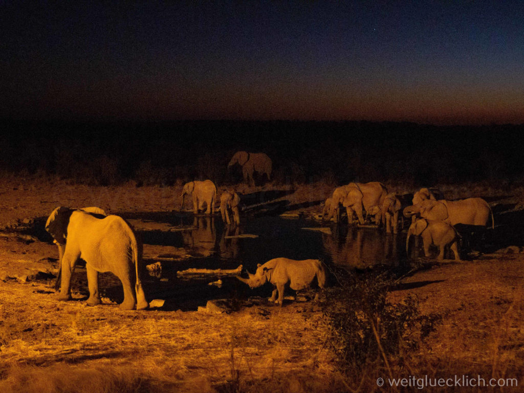 Weltreise 2021 Namibia Halali Elefanten und Nashorn