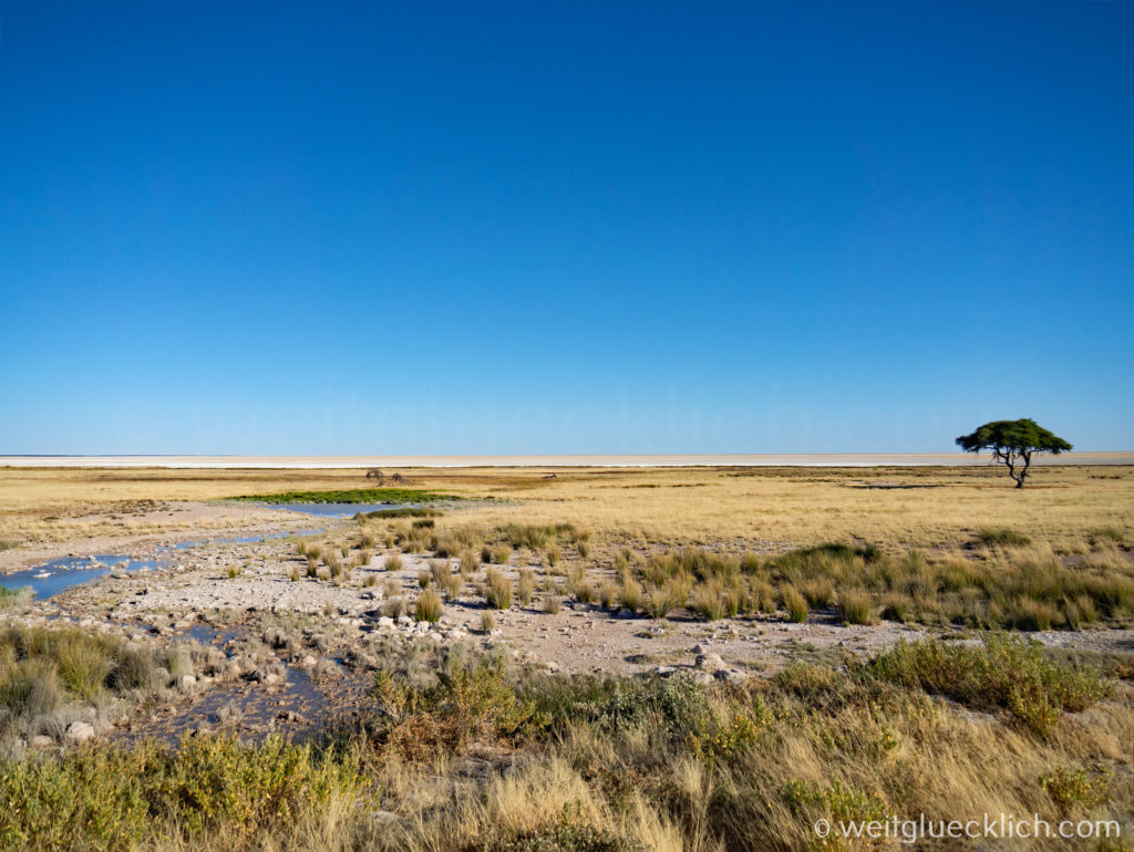 Weltreise 2021 Namibia Etosha Nationalpark Landschaft