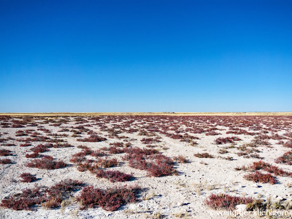 Weltreise 2021 Namibia Etosha Salzpfanne rotes Gras
