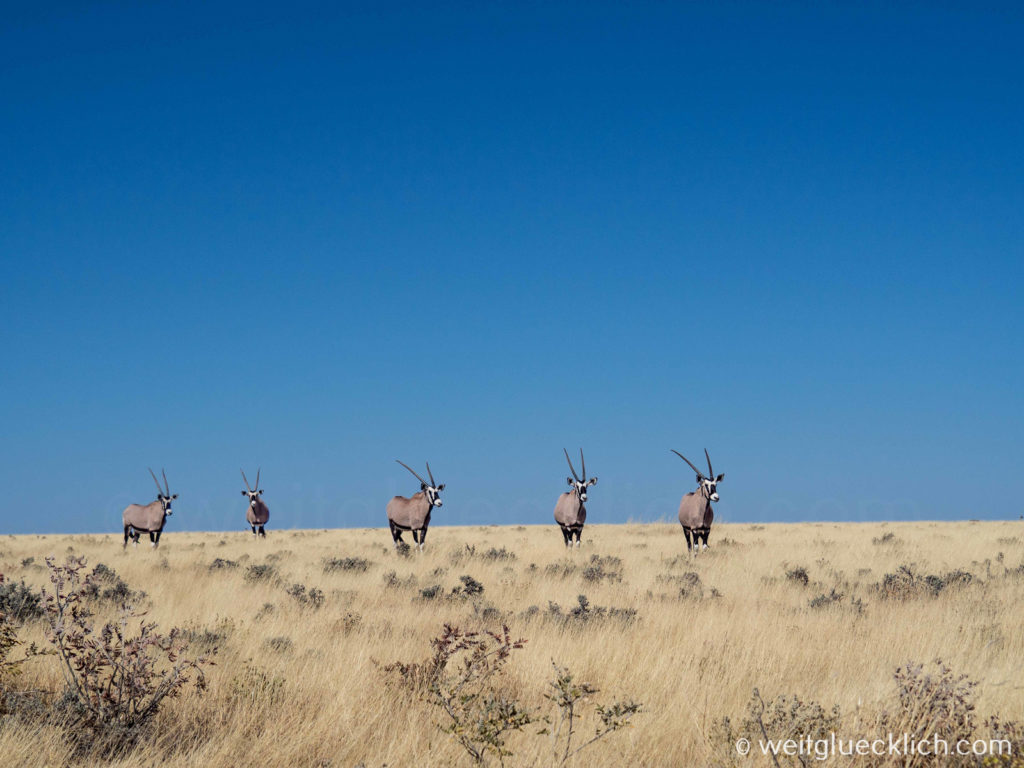 Weltreise 2021 Namibia NAtionalpark Oryx Antilopen