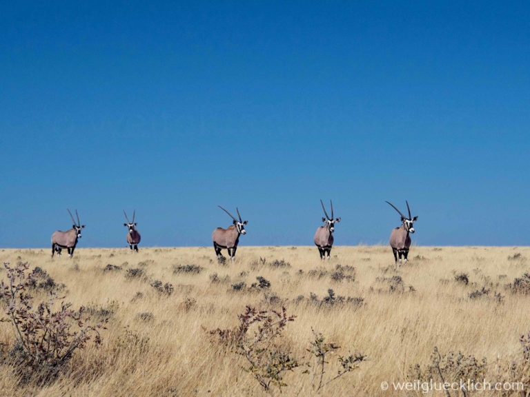 Weltreise 2021 Namibia Etosha Oryx Antilopen