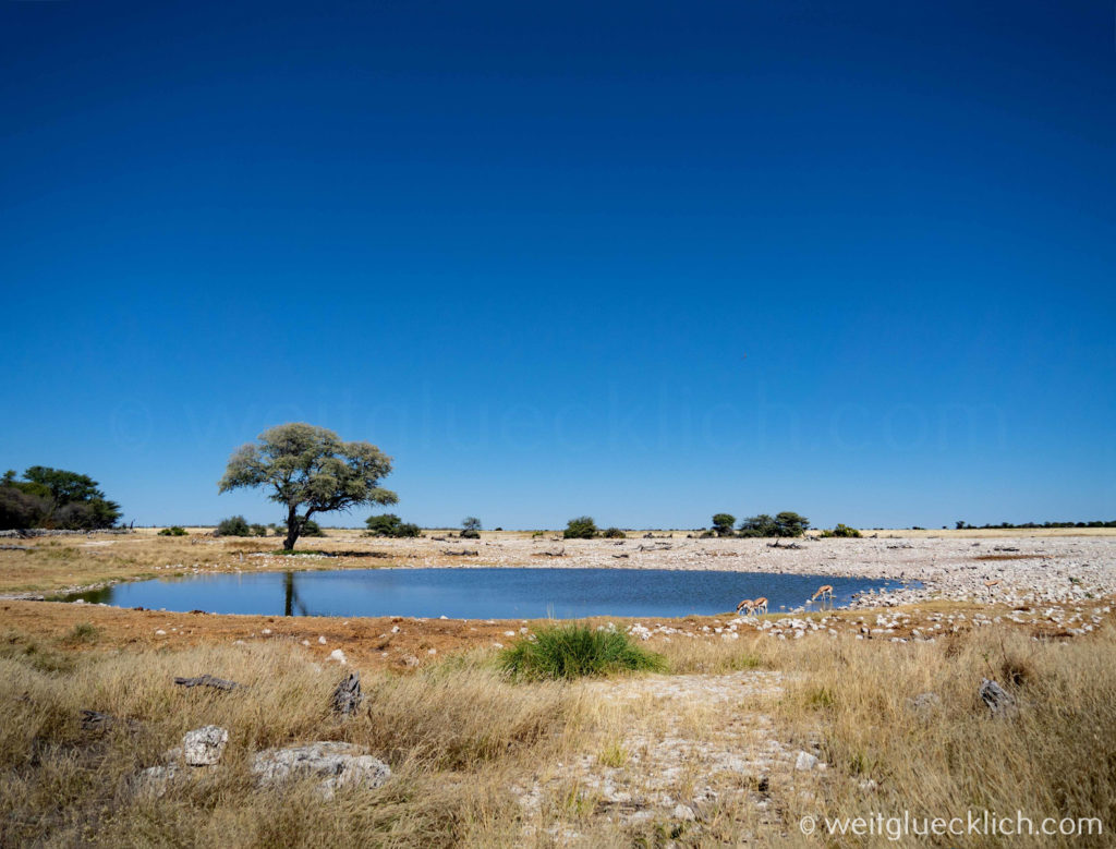 Weltreise 2021 Namibia Okaukuejo Wasserloch