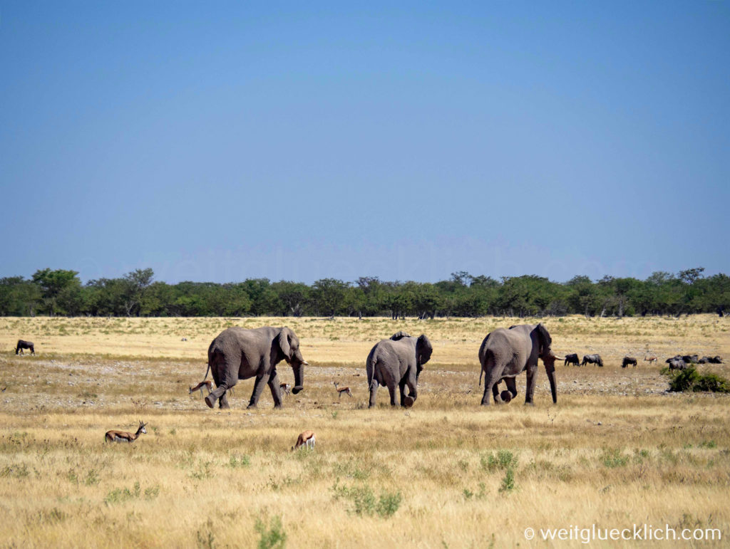 Weltreise 2021 Etosha Okaukuejo Elefantenbullen
