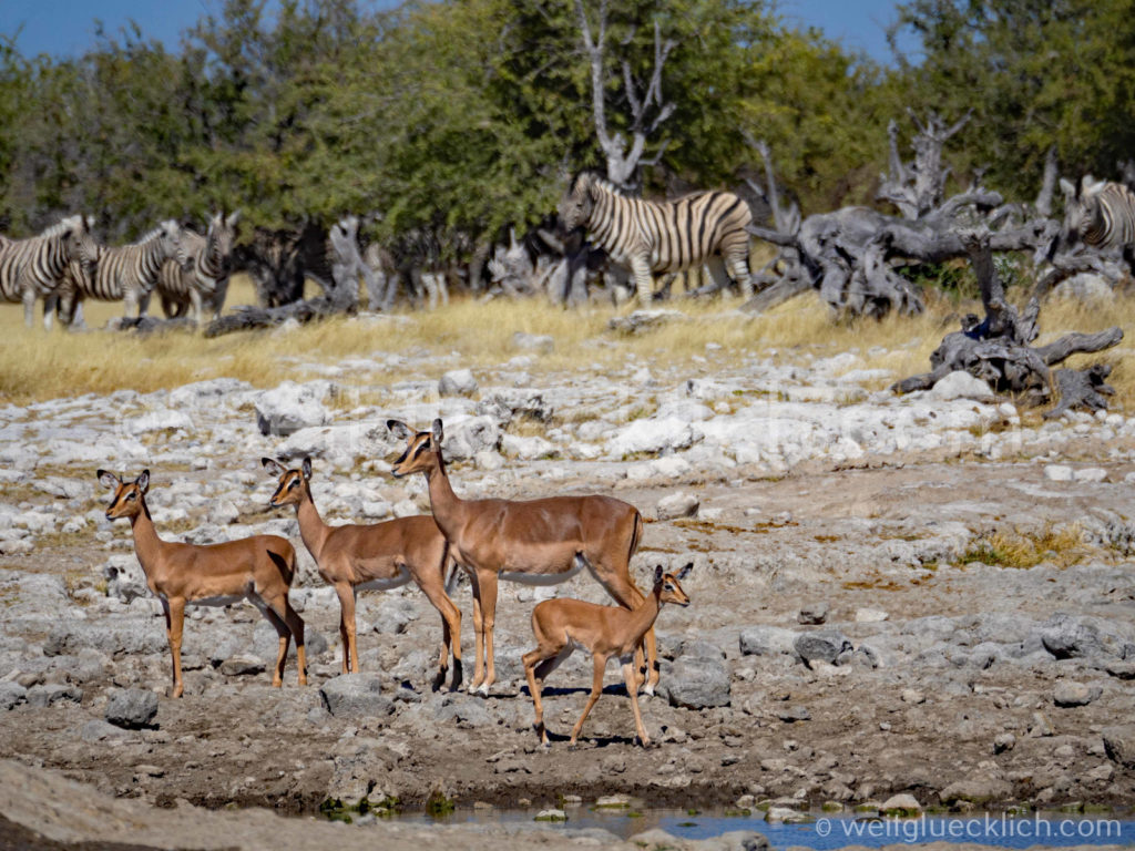 Weltreise 2021 Etosha Nationalpark Schwarznasen Impalas