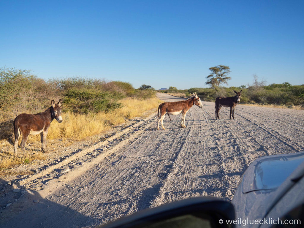 Weltreise 2021 Namibia Damaraland Esel auf der Fahrbahn