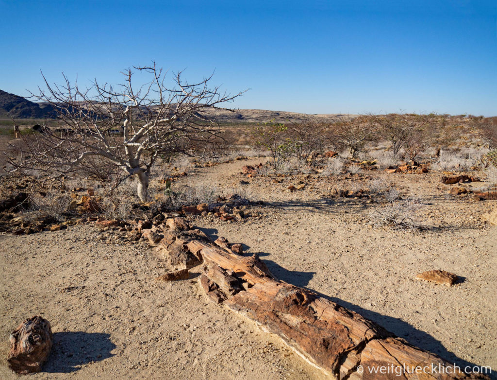 Weltreise 2021 Namibia Damaraland petrified forest