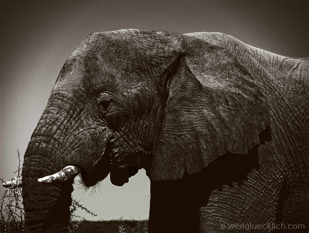 Weltreise 2021 Fotoparade top 2021 Elefant Etosha Namibia
