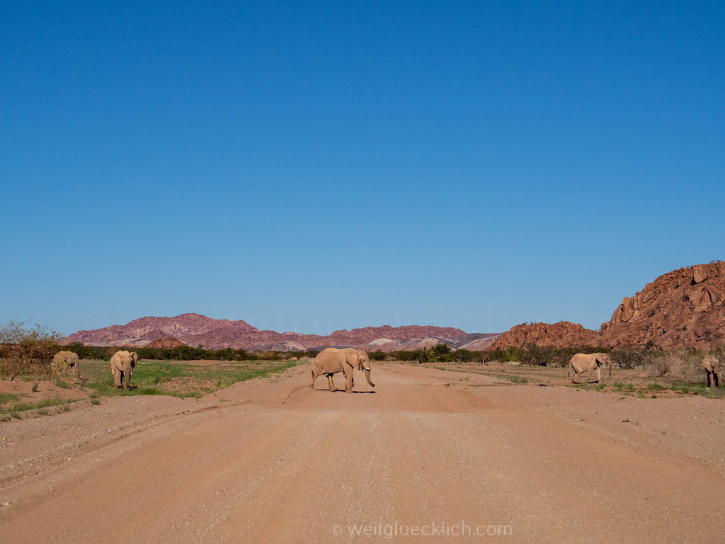 Weltreise 2021 Namibia Twyfelfontein Wüstenelefanten Erfahrungen